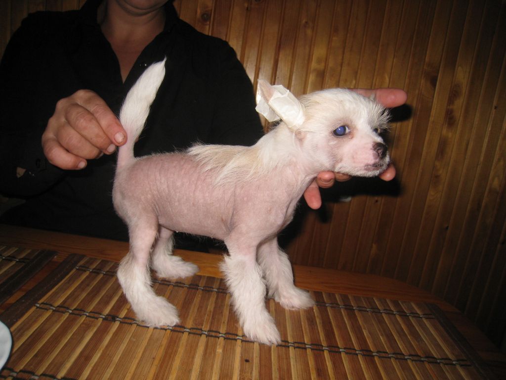 Eviana Falla Of The Kanis