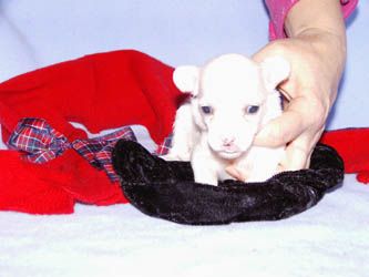 Oriental Jokes Brasilia