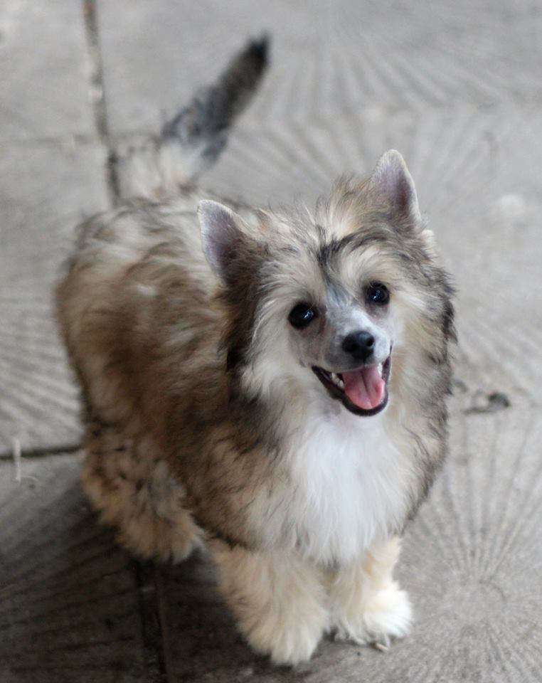 Birchvolgyi Innocent Malverne