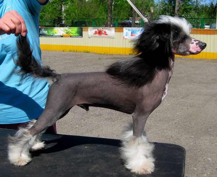 Angel O' Check  Olympiiski Bog Zeus