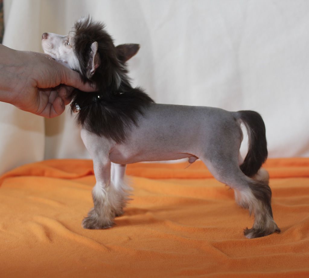 Vernisazh Mari Narcissus