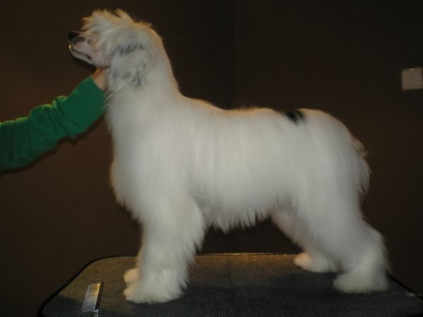 Sasquehanna (fci) Starlight