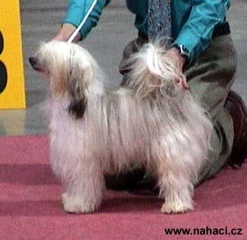 Sunlight Beauty Boy du Clos de la Bucherie