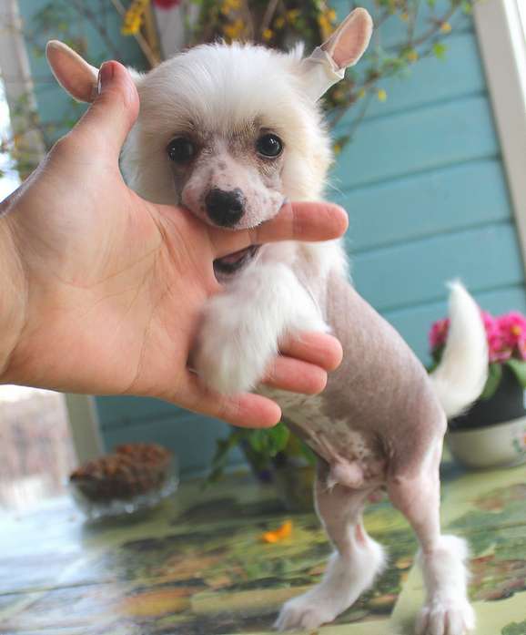 Angel O' Check loengrin