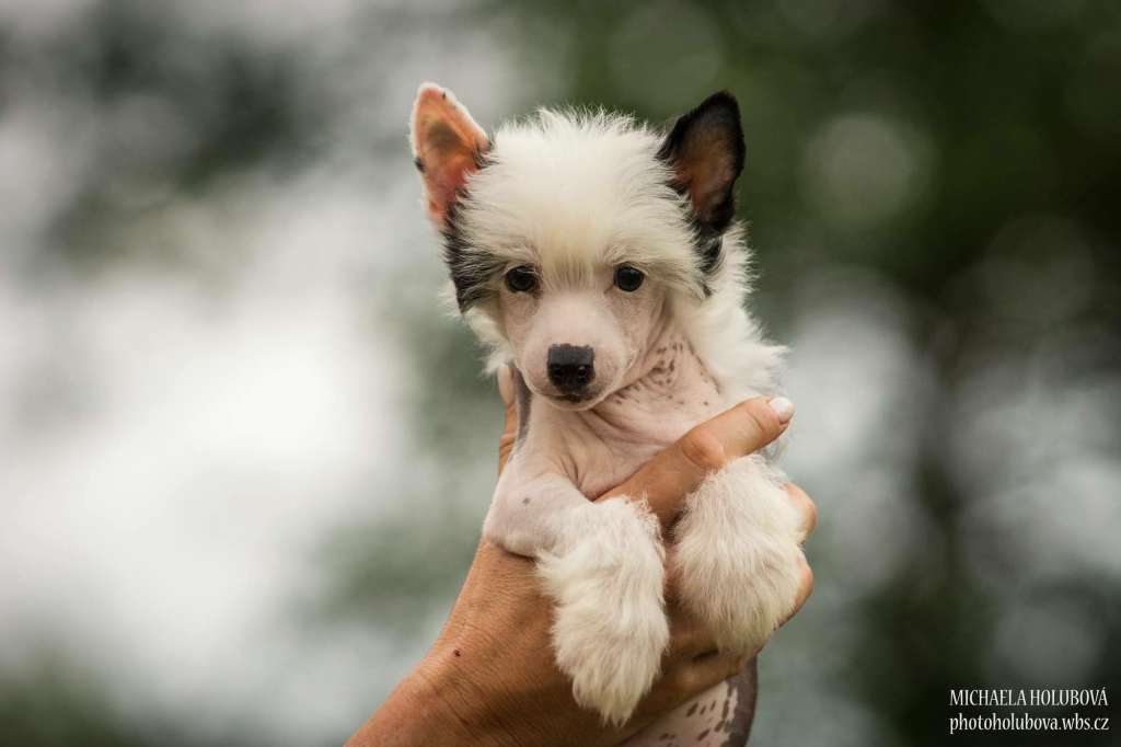 Funny Girl - Fiji Z Valdorfskych lesu