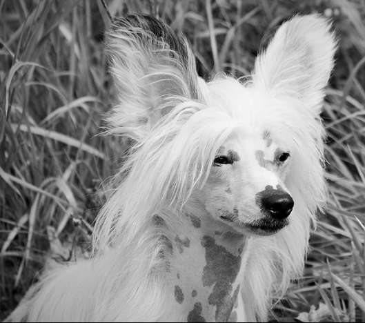 Cat's China Dogs Top Target