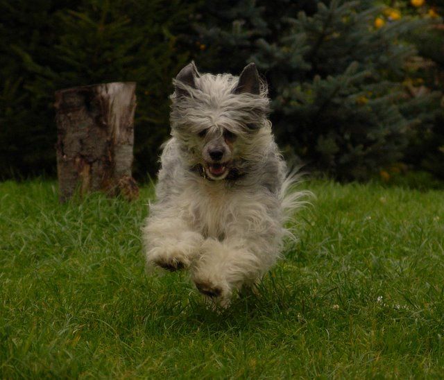 Shadow White Perla Selena