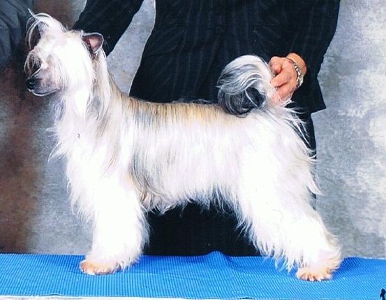 Kaunotar Gold Digger