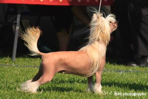 Crestwood Quirky Means