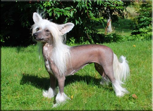 Krysolit Diamonds Are Forever