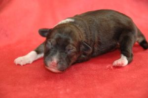 Mayu Treasures Jp Giant killer