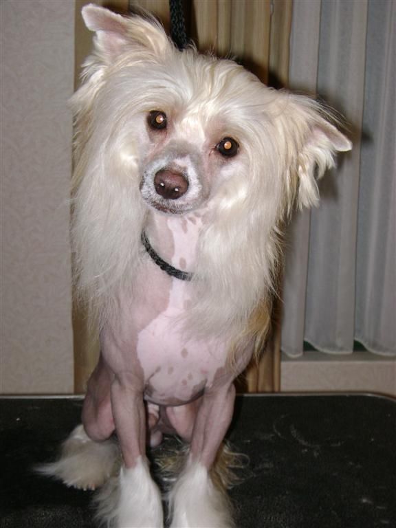 Tri-Cas Knock on Wood