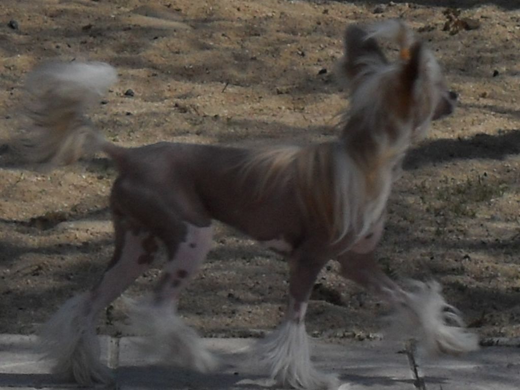 Magnus Staff Abigail