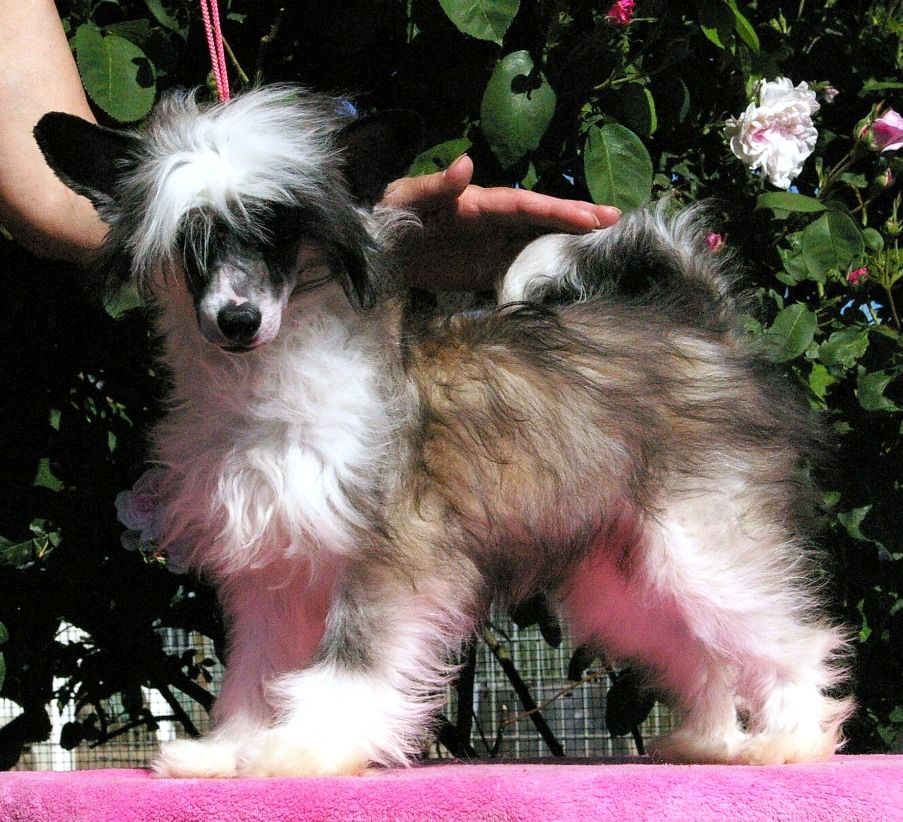 Snow Black Moon von Shinbashi