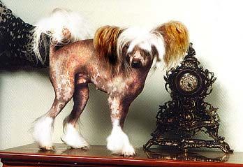 Dolce Vita von Shinbashi