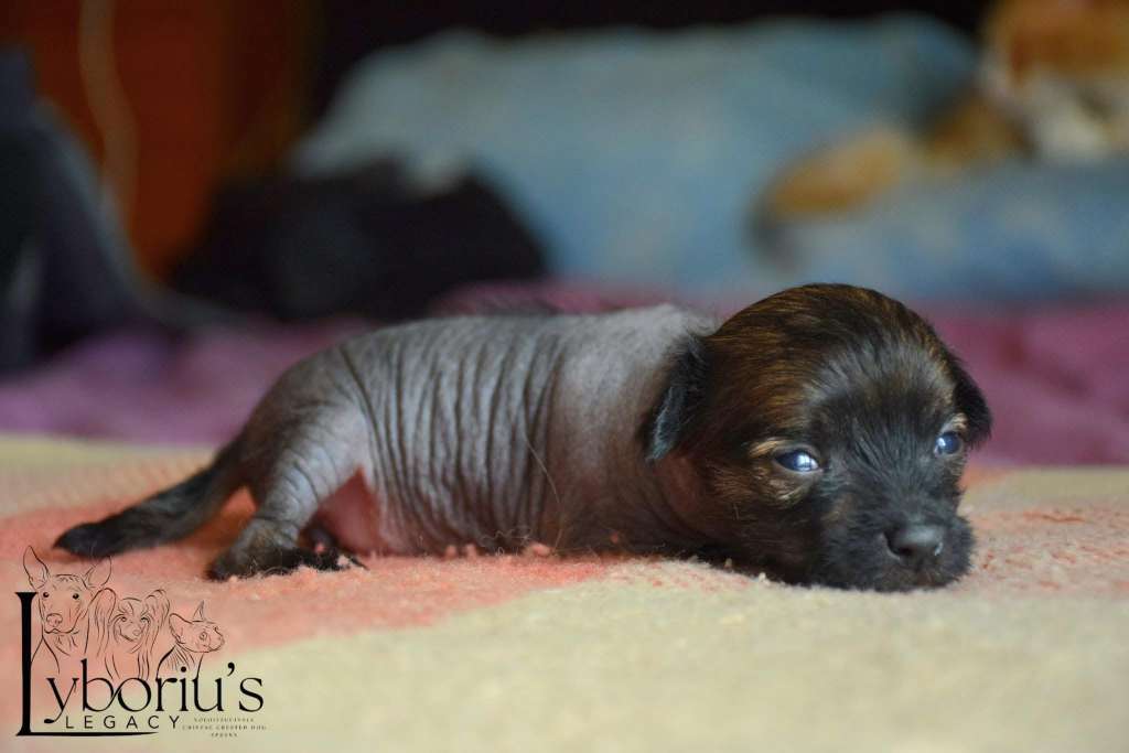 Agatha Christie de Lybóriu's Legacy