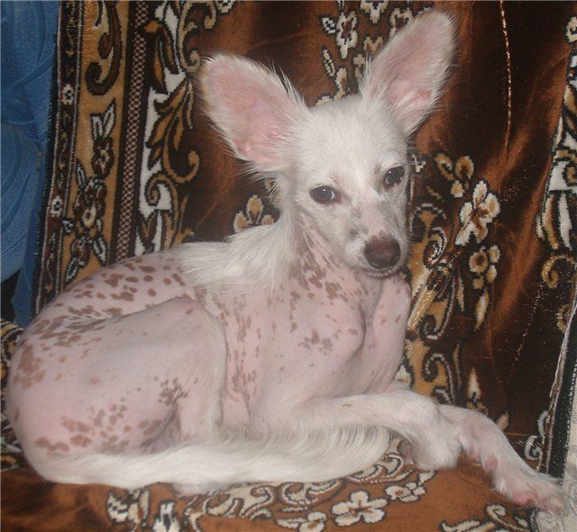 Sharman Vip Pinki Shell