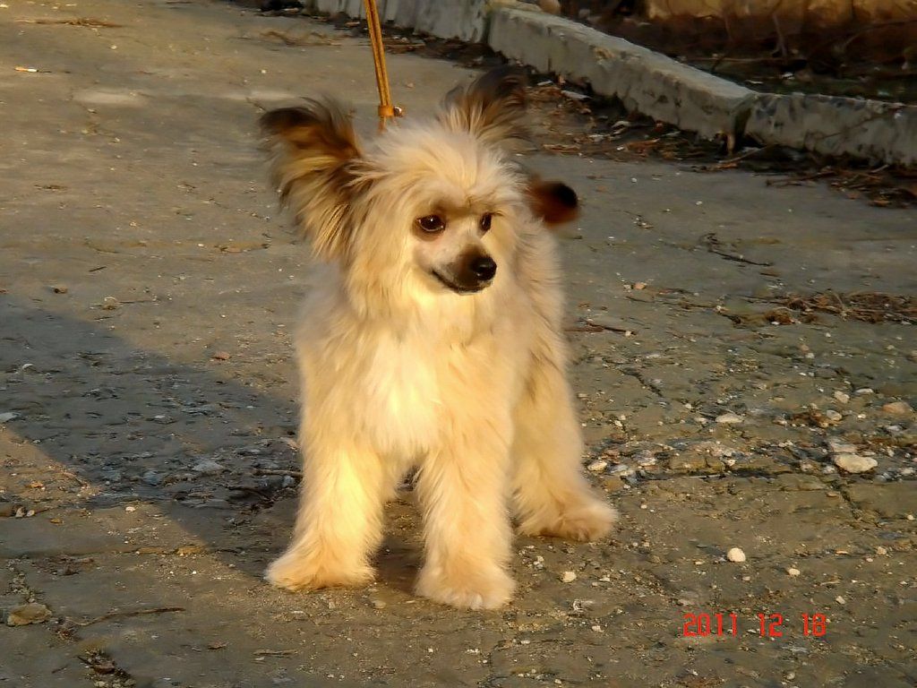 Andaluzja Molosos Gratzi