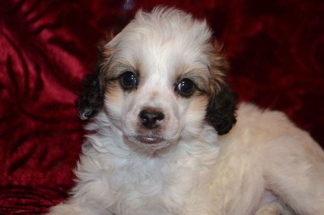 Hohlatiy glamour  Graf Dracula