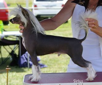 Mohawk Sorry About The Dust
