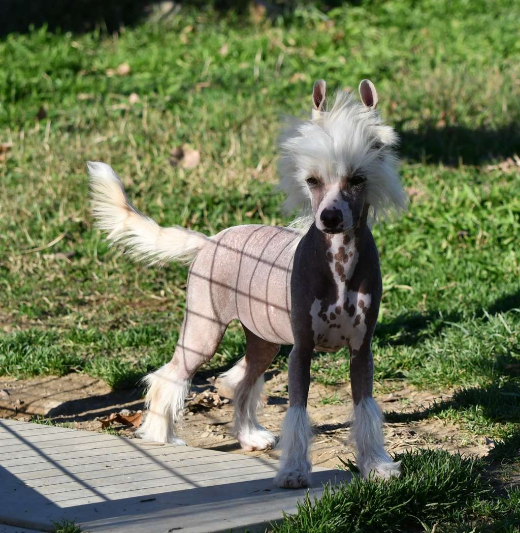 Little Dog Of Dream Schippie