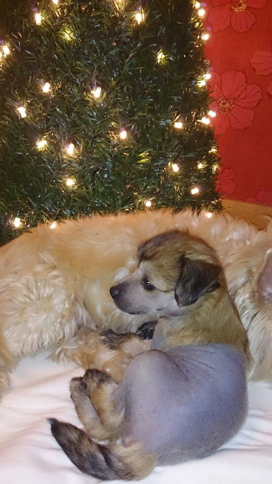 Aretxagako Ametsa Ceráin