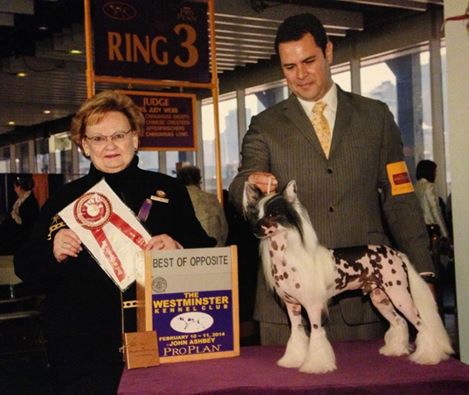 Crestyle Door Crasher HL