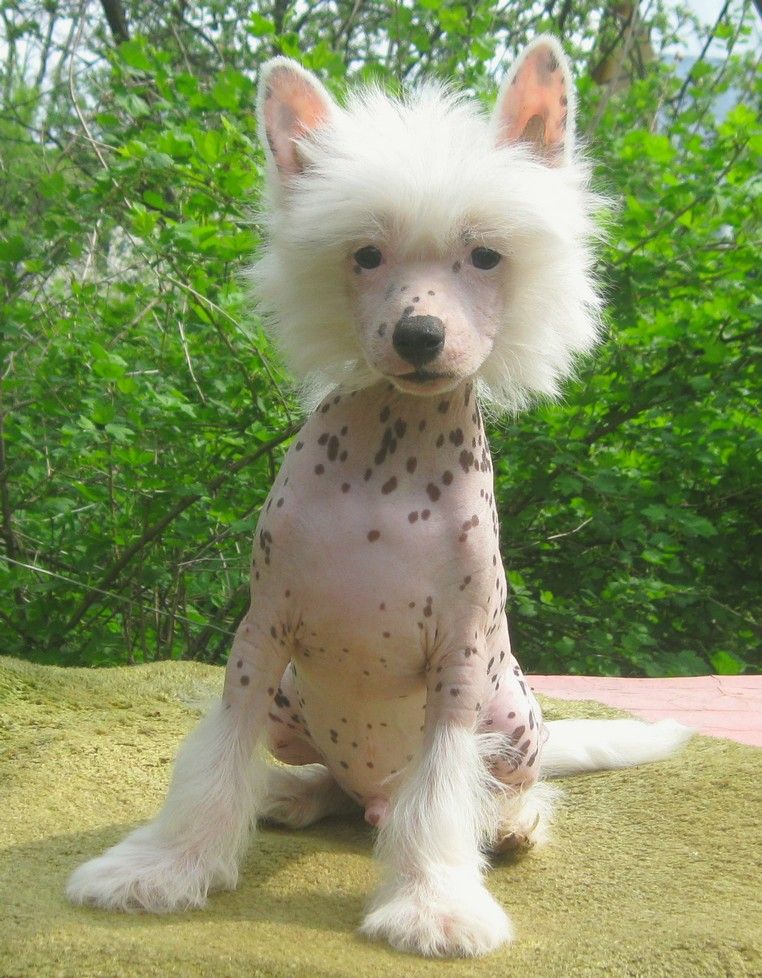 Angel O' Check Cinzano Bianco.