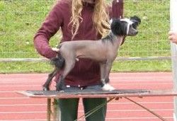 Sun Dan Black Panther