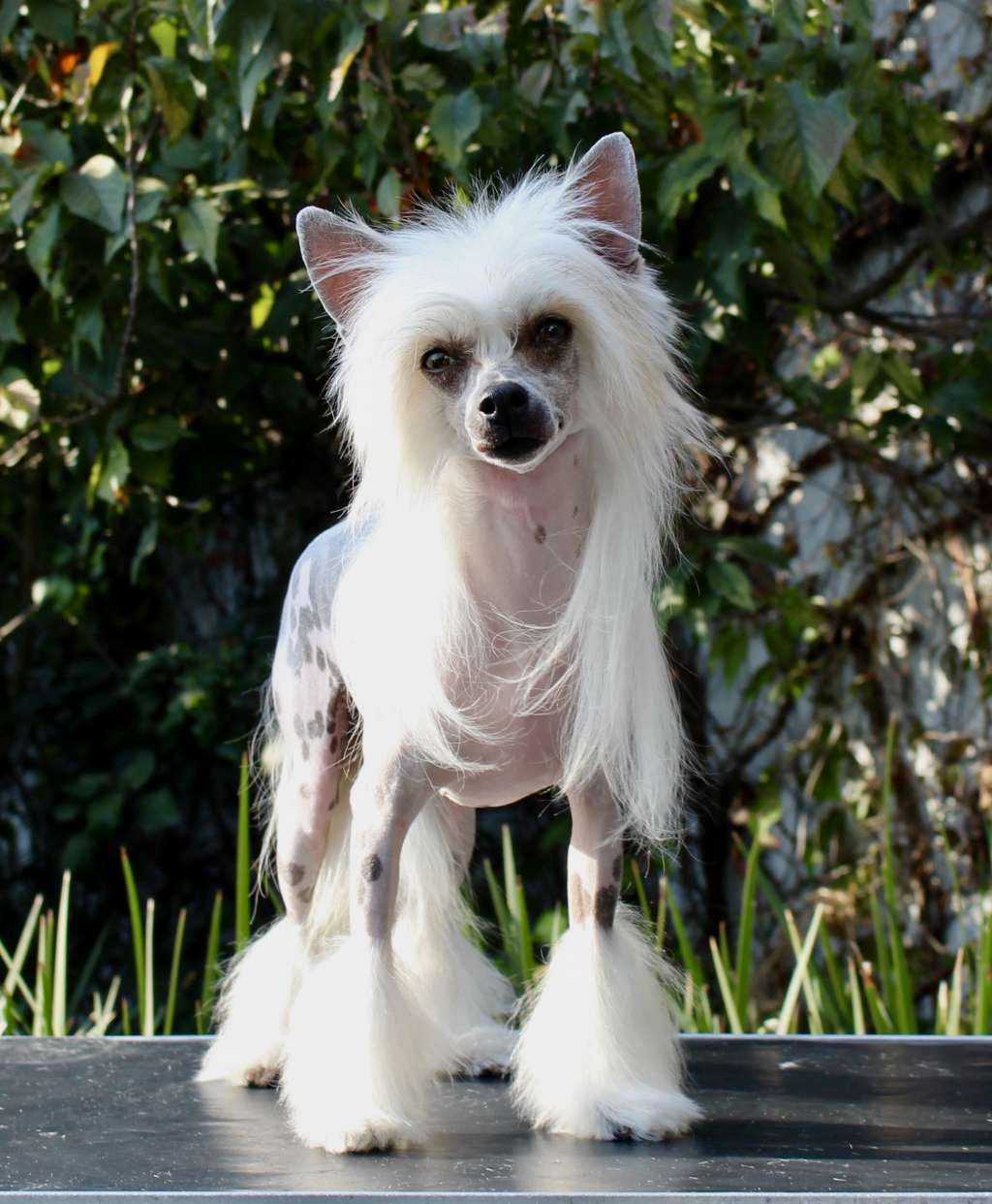 Lola Likes To Dance (Cantarell)