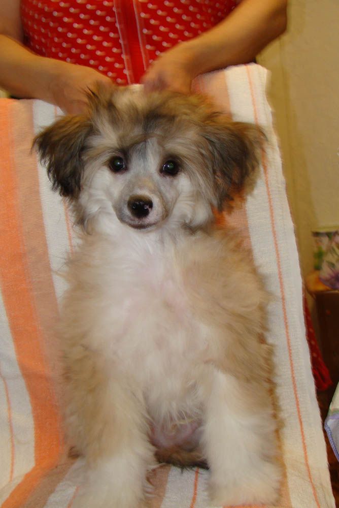 Kristal Yaniry  Ziko