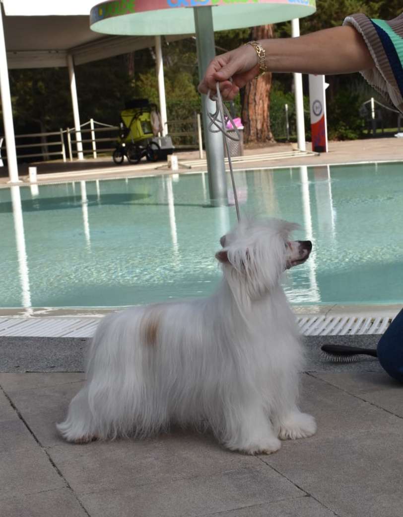 Khan Lu M Blanca Dea Queen of Hearth