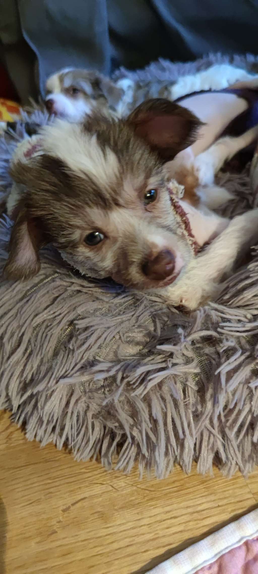 Beautycrest's as a True Naked