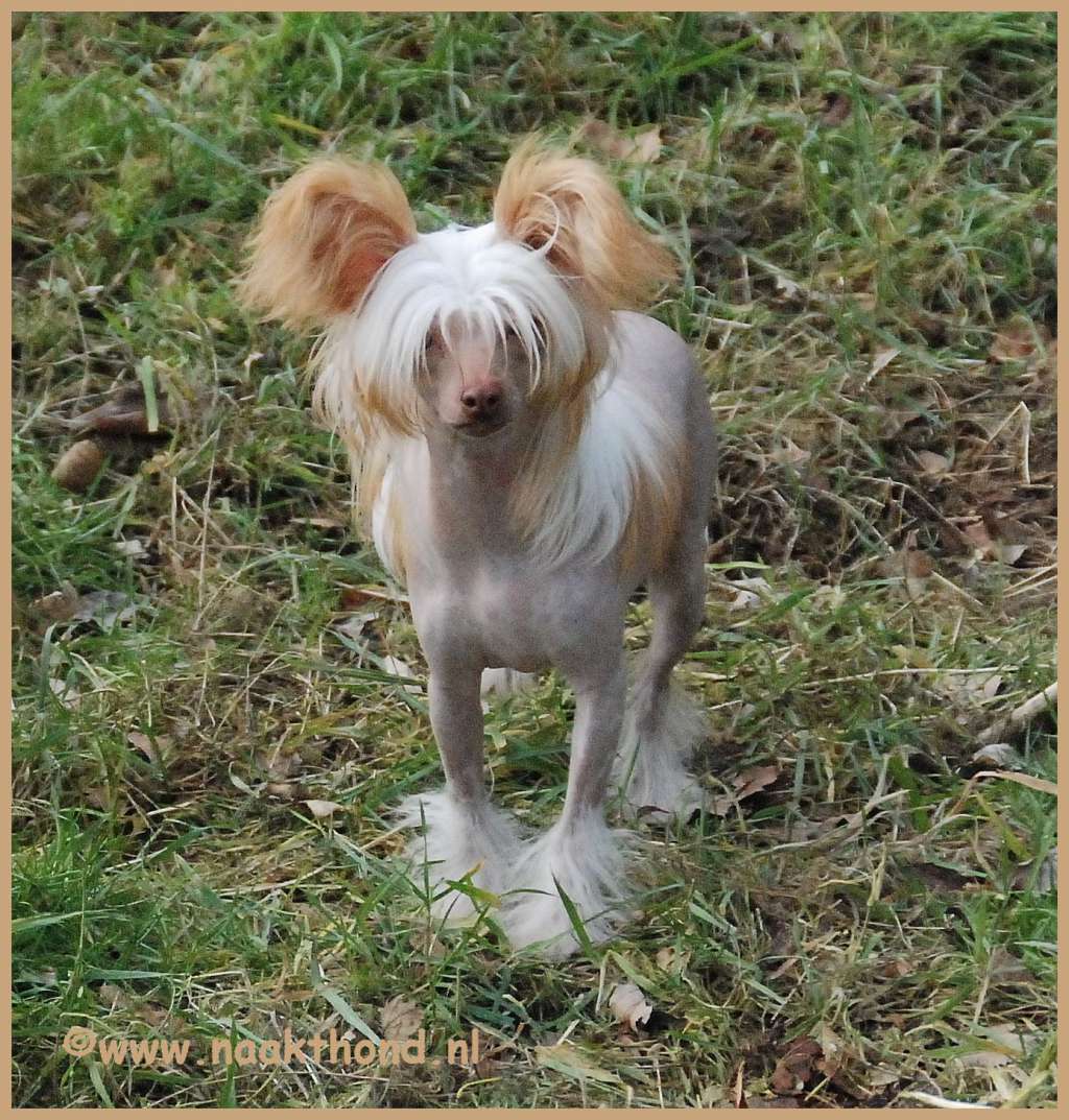 Greater Than Great of Roxy's Pride