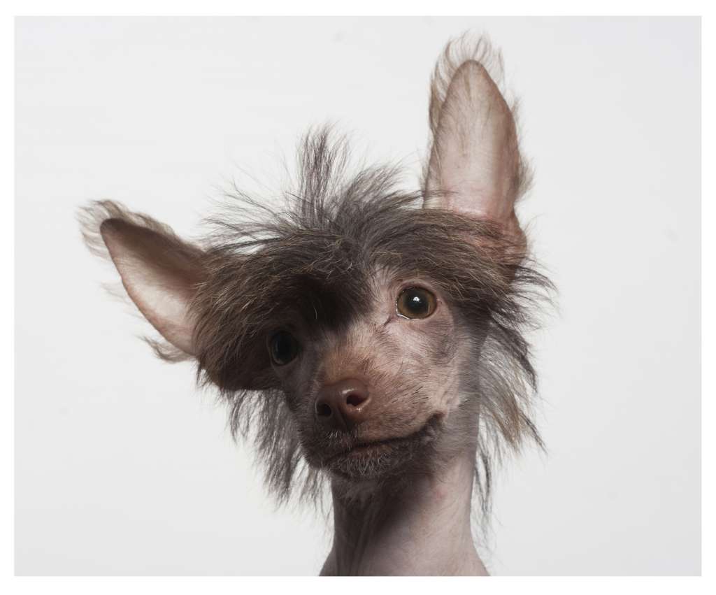 Muso Grazioso Nicoletta Love Melody