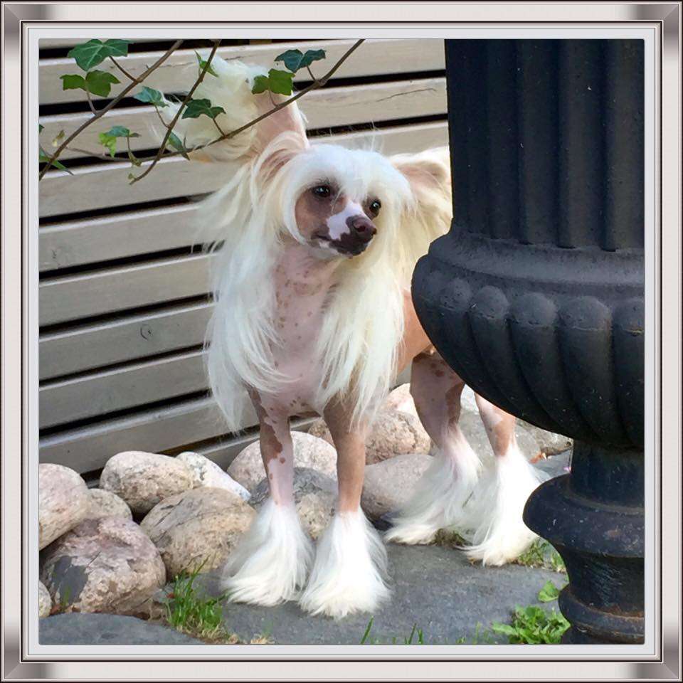 Jean Dark A Song For You