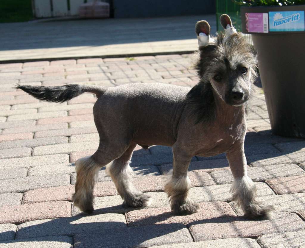 Absolute Souls Spicy Black Pepper