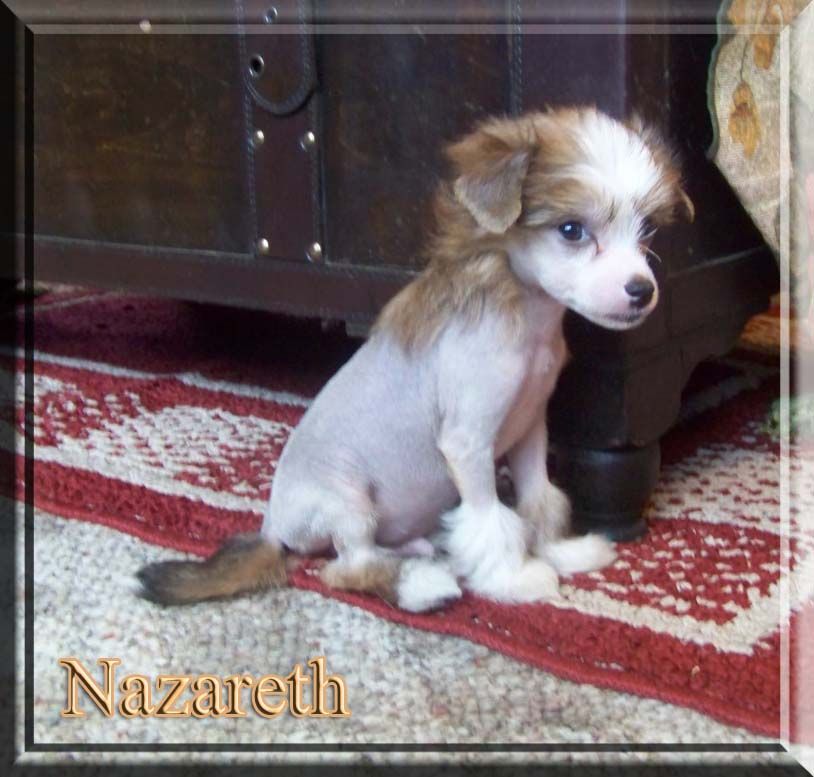 Obie's Hair Of The Dog