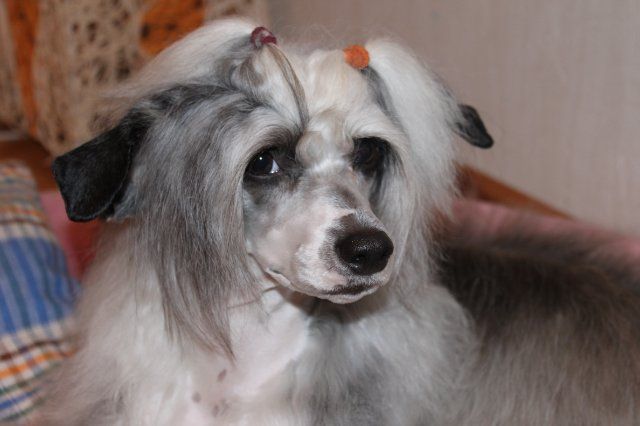 Kado Kitaiskii Potselui Chinara