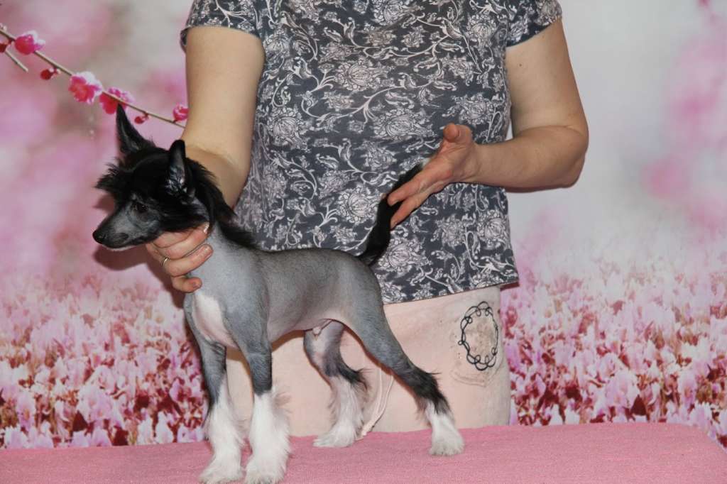 Show Galaktika Toksedo Mask