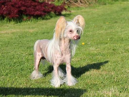 Guiness Little Champs