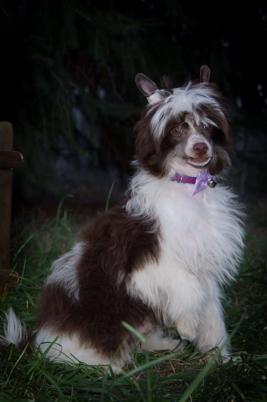 Raince Torres iz Clana Timurlana