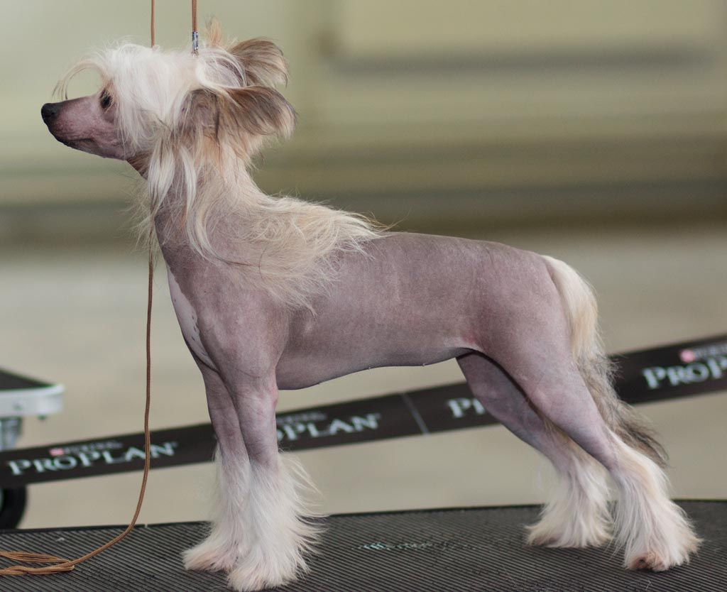 Vernisazh Mari Patricia Kaas