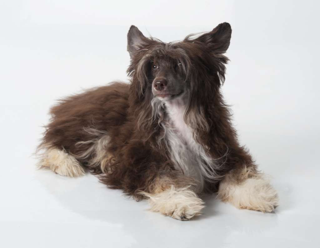 Muso Grazioso Simbo your Hot Fellower