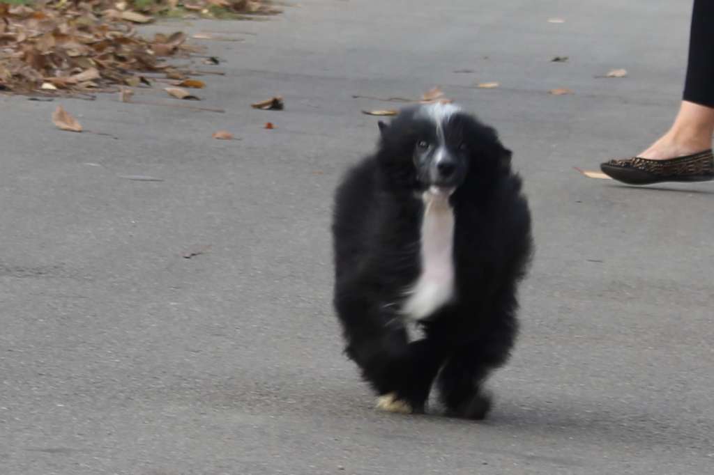 Embrace. The Shadow de Fageiro