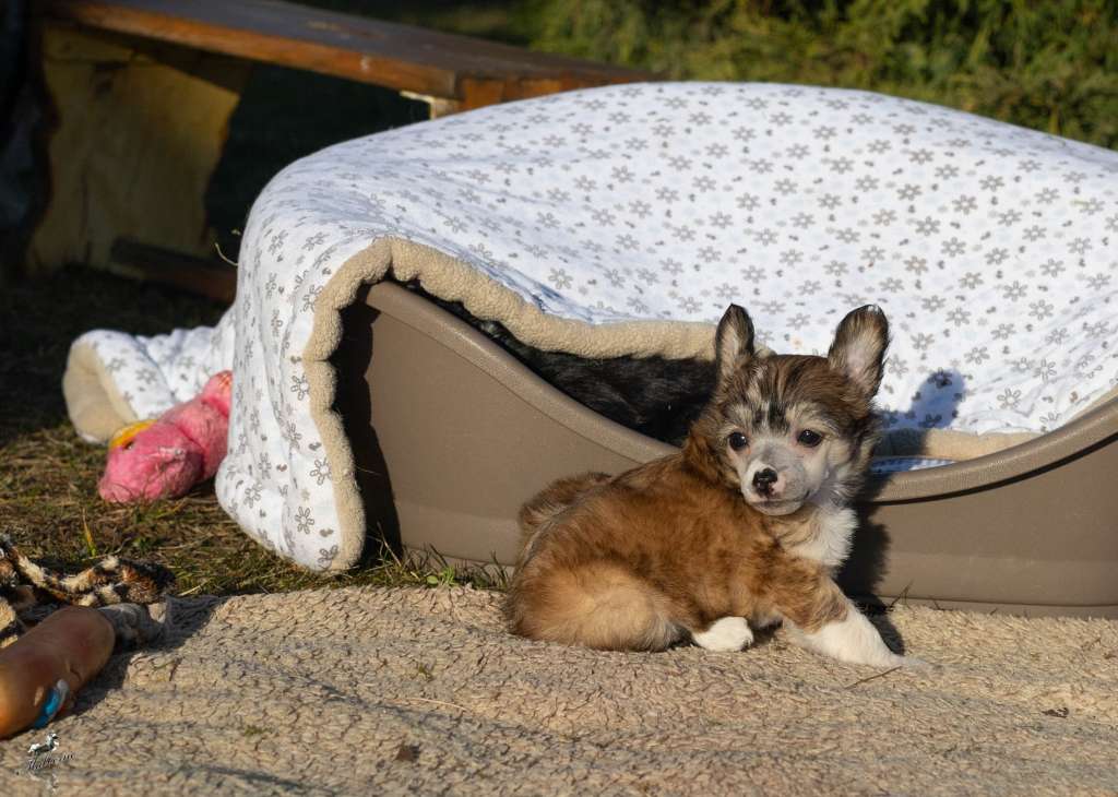 Velvet Wings of Queen Malverne