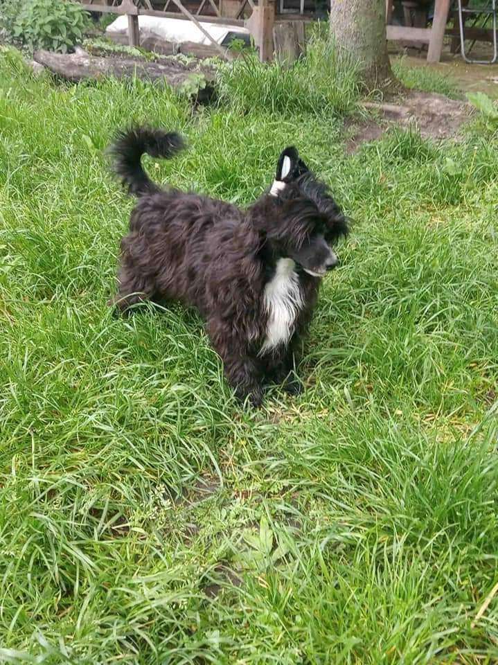 Beauty Incomparable Vanessa