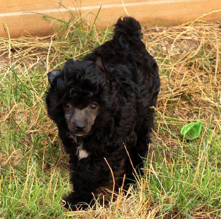 Calypso - Black Pearl vom Elfental