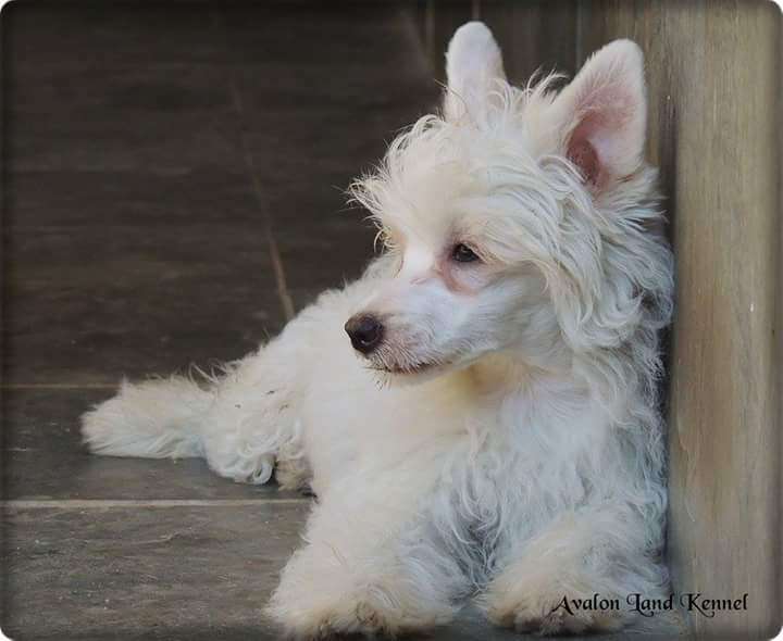 Francisca Pp of Avalon Land