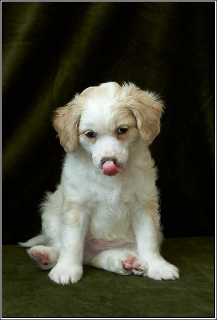 Mashama Mazi Rus Waziri Mkuu